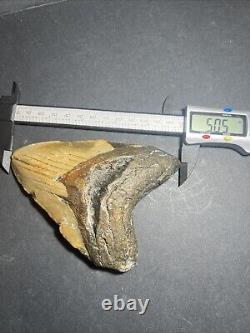 Megalodon Shark Tooth 5.05 Inches Shark Teeth No Restorations #0128