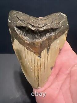 Megalodon Shark Tooth 5.05 Inches Shark Teeth No Restorations #0128