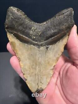 Megalodon Shark Tooth 5.05 Inches Shark Teeth No Restorations #0128