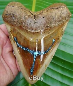Megalodon Shark Tooth 5.05 in. NATURAL TURQUOISE REAL FOSSIL