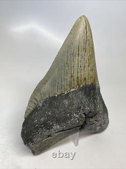 Megalodon Shark Tooth 5.06 Big Authentic Fossil Beautiful 15325
