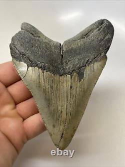 Megalodon Shark Tooth 5.06 Big Authentic Fossil Beautiful 15325
