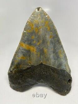 Megalodon Shark Tooth 5.08 Big Authentic Fossil Beautiful 6356