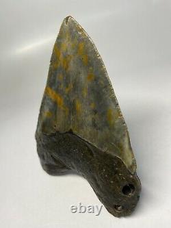 Megalodon Shark Tooth 5.08 Big Authentic Fossil Beautiful 6356