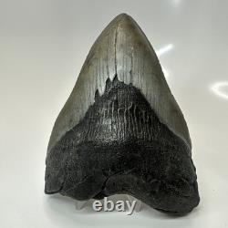Megalodon Shark Tooth 5.08 Inch Thick Huge Fossil Authentic Teeth 20628