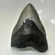 Megalodon Shark Tooth 5.08 Inch Thick Huge Fossil Authentic Teeth 20628