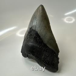 Megalodon Shark Tooth 5.08 Inch Thick Huge Fossil Authentic Teeth 20628
