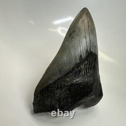 Megalodon Shark Tooth 5.08 Inch Thick Huge Fossil Authentic Teeth 20628