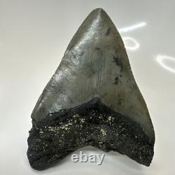 Megalodon Shark Tooth 5.08 Inch Thick Huge Fossil Authentic Teeth 20628