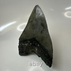 Megalodon Shark Tooth 5.08 Inch Thick Huge Fossil Authentic Teeth 20628