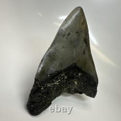 Megalodon Shark Tooth 5.08 Inch Thick Huge Fossil Authentic Teeth 20628