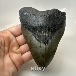 Megalodon Shark Tooth 5.08 Inch Thick Huge Fossil Authentic Teeth 20628