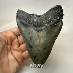 Megalodon Shark Tooth 5.08 Inch Thick Huge Fossil Authentic Teeth 20628