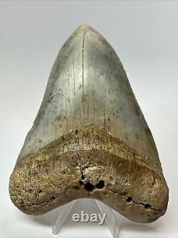 Megalodon Shark Tooth 5.10 Authentic Colorful Fossil Carolina 18262