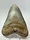 Megalodon Shark Tooth 5.10 Authentic Colorful Fossil Carolina 18262