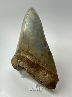 Megalodon Shark Tooth 5.10 Authentic Colorful Fossil Carolina 18262