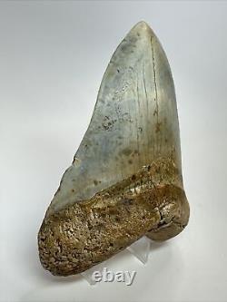 Megalodon Shark Tooth 5.10 Authentic Colorful Fossil Carolina 18262