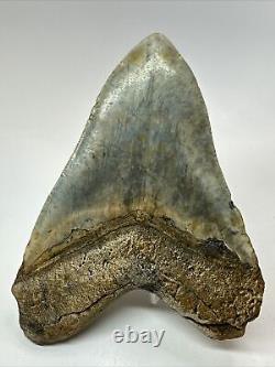 Megalodon Shark Tooth 5.10 Authentic Colorful Fossil Carolina 18262