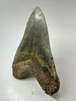 Megalodon Shark Tooth 5.10 Authentic Colorful Fossil Carolina 18262