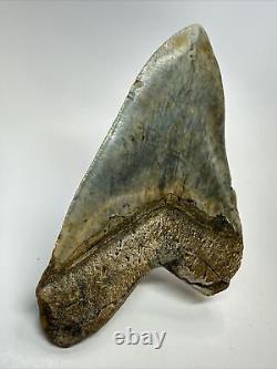 Megalodon Shark Tooth 5.10 Authentic Colorful Fossil Carolina 18262