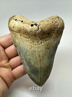 Megalodon Shark Tooth 5.10 Authentic Colorful Fossil Carolina 18262