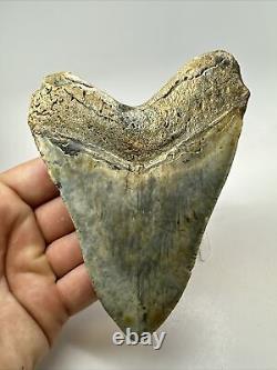 Megalodon Shark Tooth 5.10 Authentic Colorful Fossil Carolina 18262