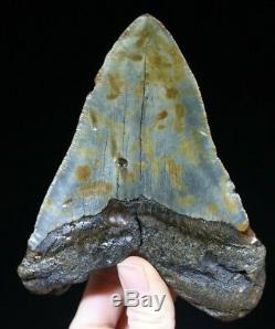 Megalodon Shark Tooth 5.10 Extinct Fossil Authentic NOT RESTORED (CG5-7)