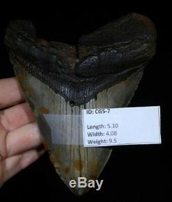Megalodon Shark Tooth 5.10 Extinct Fossil Authentic NOT RESTORED (CG5-7)