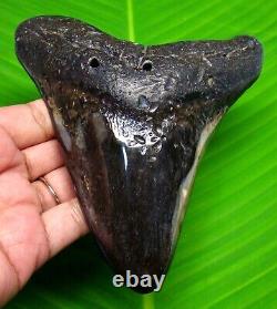 Megalodon Shark Tooth 5.10 Huge Fossil Not Replica Polished Blade