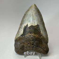 Megalodon Shark Tooth 5.10 Inch Beautiful Huge fossil Authentic 20256