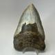 Megalodon Shark Tooth 5.10 Inch Beautiful Huge Fossil Authentic 20256