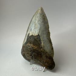 Megalodon Shark Tooth 5.10 Inch Beautiful Huge fossil Authentic 20256