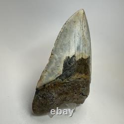 Megalodon Shark Tooth 5.10 Inch Beautiful Huge fossil Authentic 20256