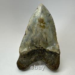 Megalodon Shark Tooth 5.10 Inch Beautiful Huge fossil Authentic 20256