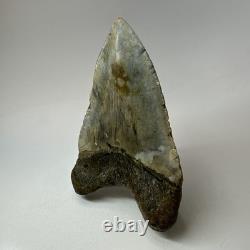 Megalodon Shark Tooth 5.10 Inch Beautiful Huge fossil Authentic 20256