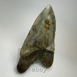 Megalodon Shark Tooth 5.10 Inch Beautiful Huge fossil Authentic 20256