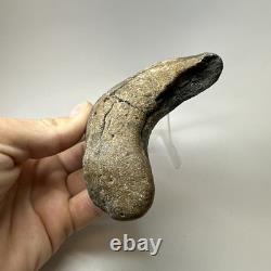 Megalodon Shark Tooth 5.10 Inch Beautiful Huge fossil Authentic 20256