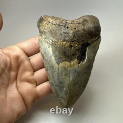 Megalodon Shark Tooth 5.10 Inch Beautiful Huge fossil Authentic 20256 Megalodon Shark Tooth 5.10 Inch Beautiful Huge fossil Authentic 20256