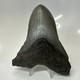 Megalodon Shark Tooth 5.10 Inch Unique Shape Natural Authentic Fossil 20635