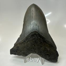 Megalodon Shark Tooth 5.10 Inch Unique Shape Natural Authentic Fossil 20635
