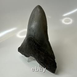 Megalodon Shark Tooth 5.10 Inch Unique Shape Natural Authentic Fossil 20635