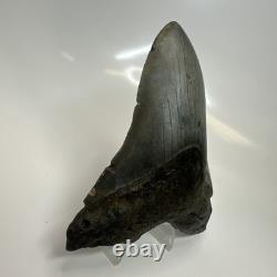 Megalodon Shark Tooth 5.10 Inch Unique Shape Natural Authentic Fossil 20635