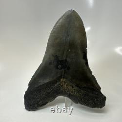 Megalodon Shark Tooth 5.10 Inch Unique Shape Natural Authentic Fossil 20635