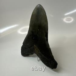 Megalodon Shark Tooth 5.10 Inch Unique Shape Natural Authentic Fossil 20635