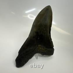 Megalodon Shark Tooth 5.10 Inch Unique Shape Natural Authentic Fossil 20635 Megalodon Shark Tooth 5.10 Inch Unique Shape Natural Authentic Fossil 20635