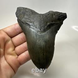 Megalodon Shark Tooth 5.10 Inch Unique Shape Natural Authentic Fossil 20635