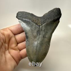 Megalodon Shark Tooth 5.10 Inch Unique Shape Natural Authentic Fossil 20635 Megalodon Shark Tooth 5.10 Inch Unique Shape Natural Authentic Fossil 20635