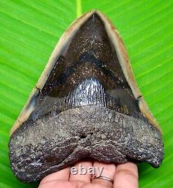 Megalodon Shark Tooth 5.10- Shark Teeth Serrated Huge Fossil Megladone
