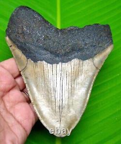 Megalodon Shark Tooth 5.10- Shark Teeth Serrated Huge Fossil Megladone