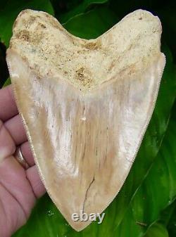 Megalodon Shark Tooth 5 & 11/16 SERRATED HIGH GRADE NATURAL = SYDNI